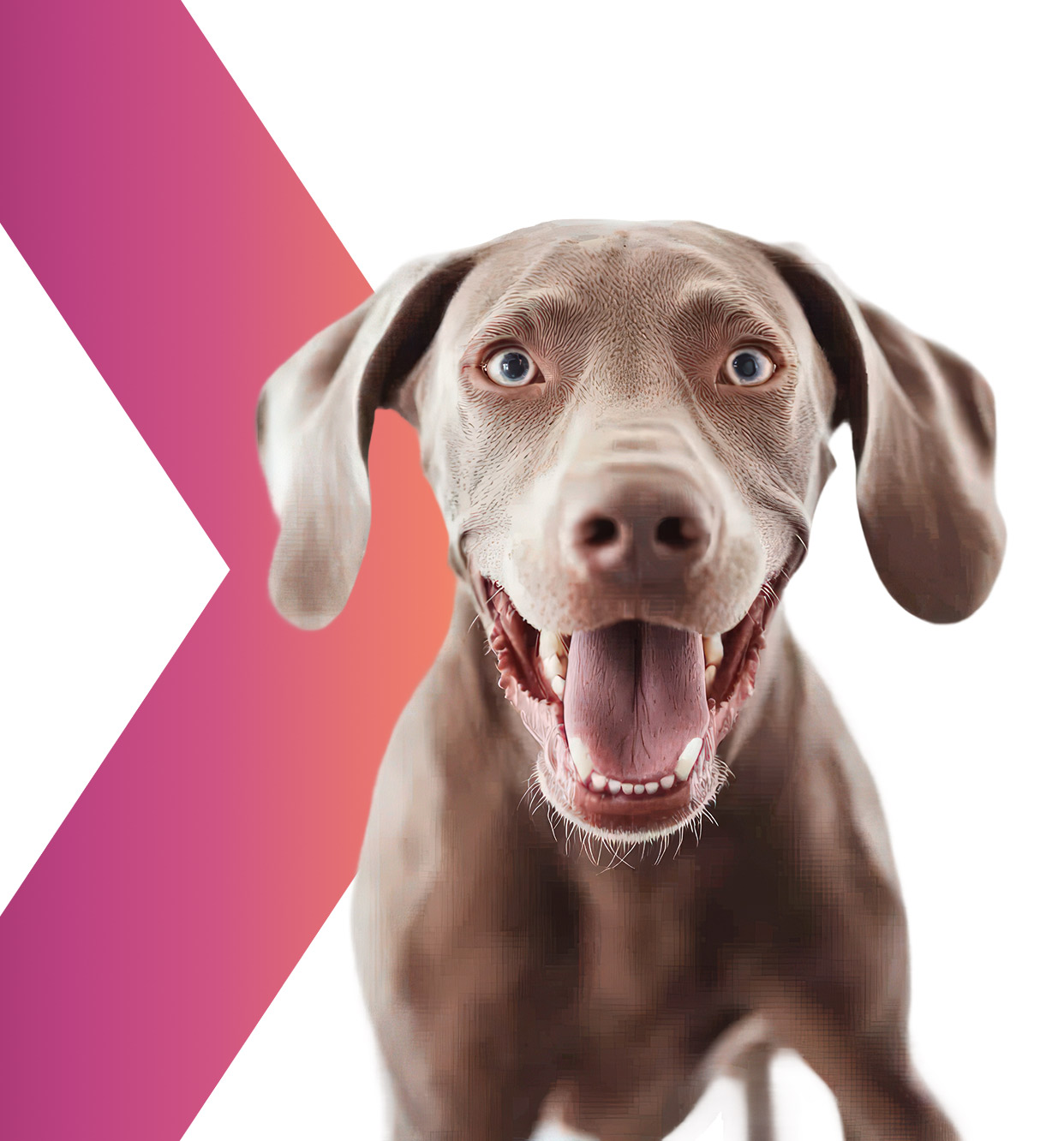 Happy dog with floppy ears and open mouth, revealing its tongue and teeth, against a white background with a pink gradient arrow on the left.