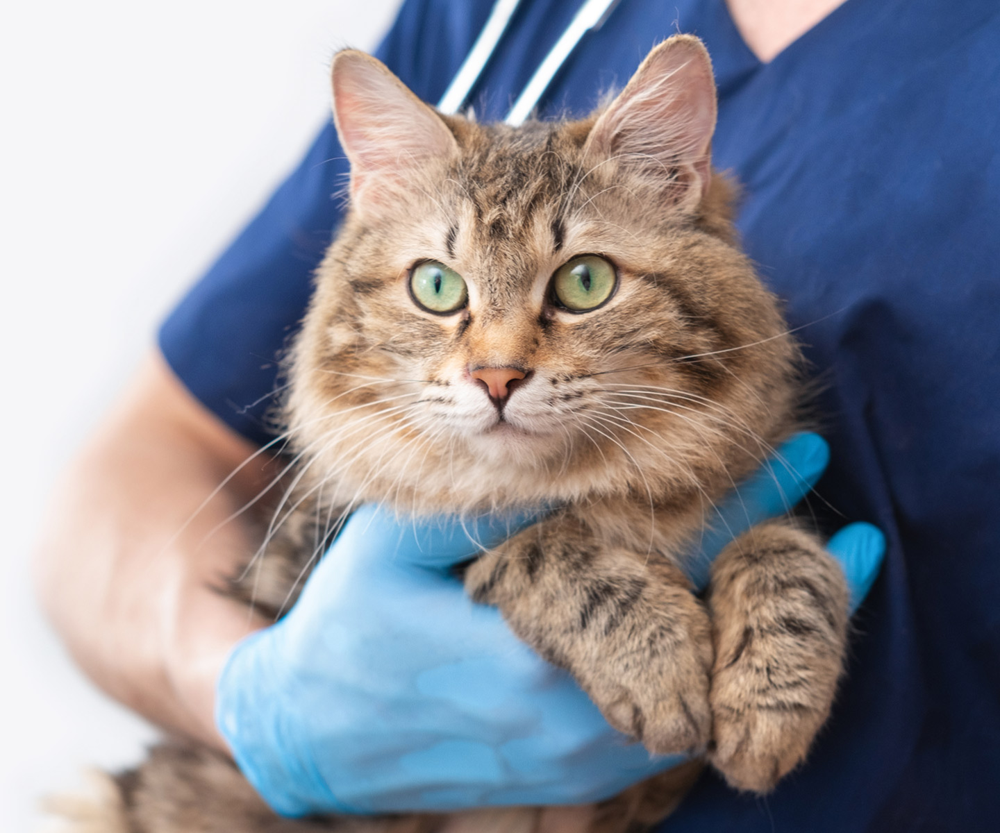 A fluffy tabby cat with bright green eyes held by a person in blue scrubs and gloves.
